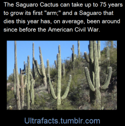 ultrafacts:Saguaros rank among the largest