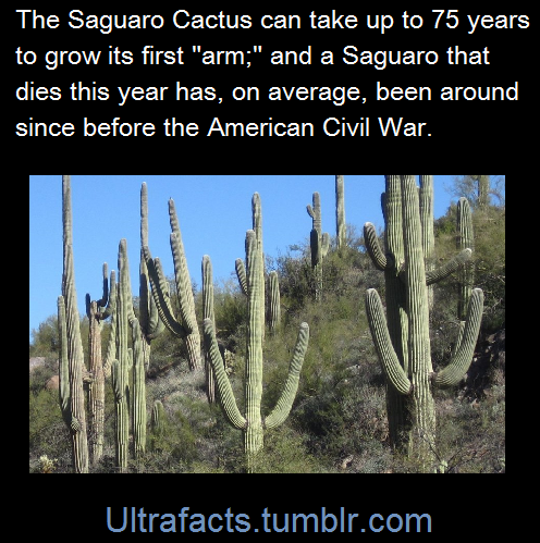 ultrafacts:Saguaros rank among the largest of any cactus or desert plant in the world, but  a saguaro’s growth is extremely slow. After 15 years, the saguaro may be         barely a foot tall. At about 30 years saguaros begin to flower and produce