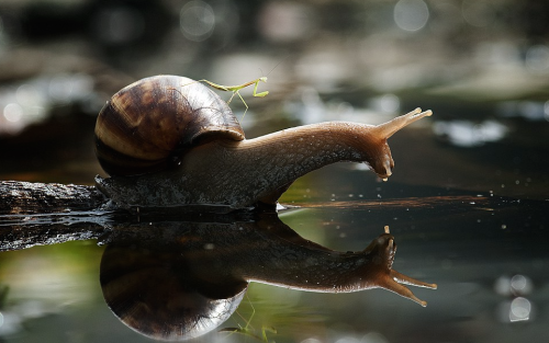 rosaleithewitch:  nubbsgalore:  need a lift? photos by nordin seruyan in central borneo   Snails are cinnamon rolls and must be protected at all costs