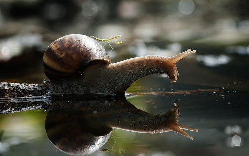 nature-planet: nubbsgalore: need a lift? photos by nordin seruyan in central borneo This i