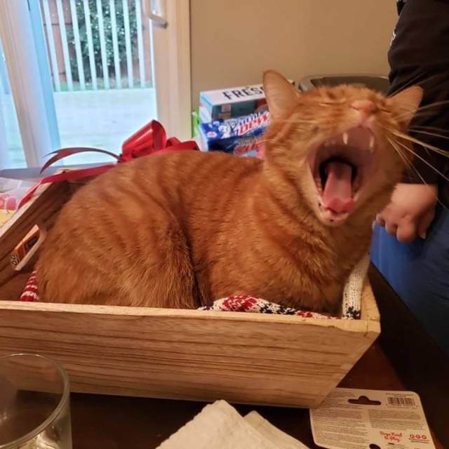 ethicalraccoon:daxter claimed our gift basket as his new bed