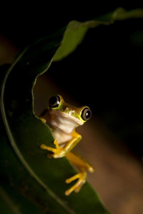 mistymorningme:  Lemur Leaf Frog by Matthew Sullivan Costa Rican Amphibian Research Center, Costa RicaAn endangered species throughout their range, but a stable and sizable wild population exists at the research station and we found quite a few.