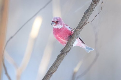 nakkisalmiakki:tanuki-kimono:Well named Rosefinch bird, looking like cotton candy in the snow, photo