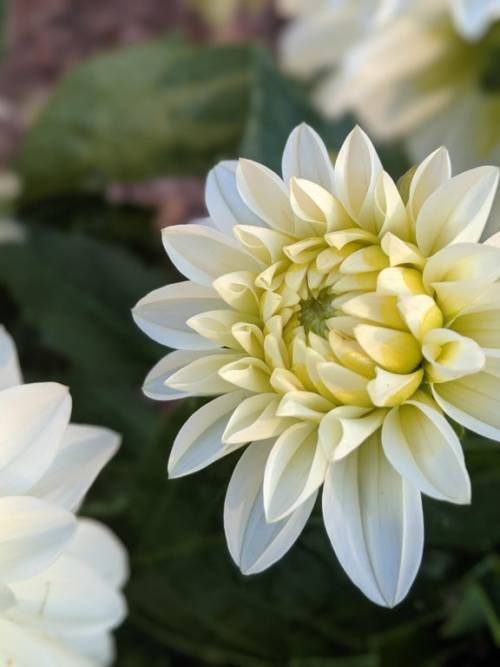   hypnotica white  dahlia blooming