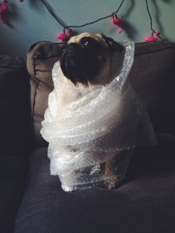 homerjaypug:  fashion 