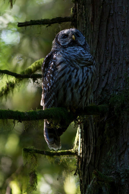 thestrigiform:Barred Owl by DryFlyPurist