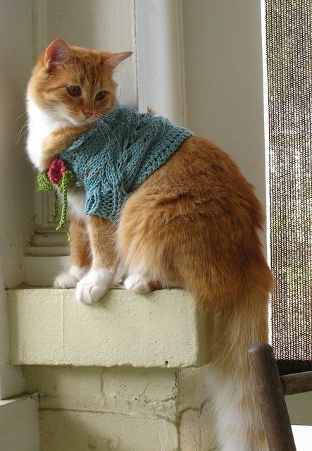 Sex CATS. IN. SWEATERS.  pictures