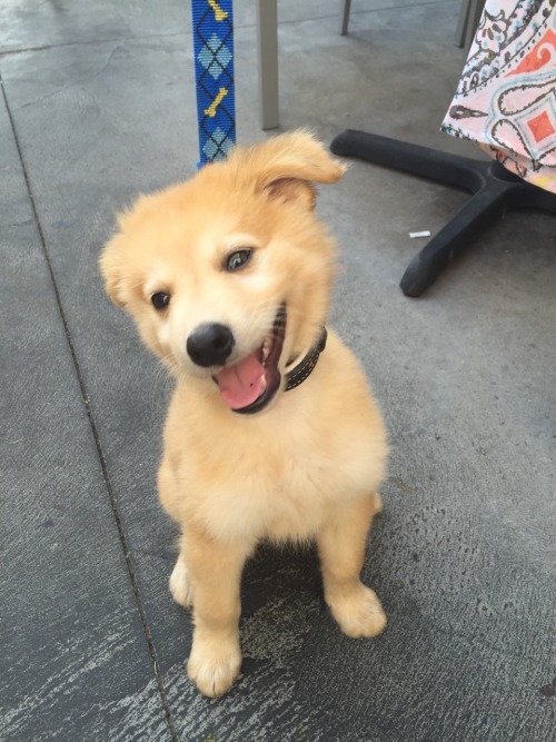 rain-force: cantbetamed: LOOK AT THIS LITTLE BABY CAME INTO MY WORK TODAY