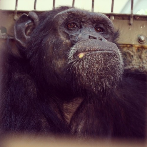 That face!!!
#faunachimps #regis #skeptical #chimpanzee #caregiverpics #sanctuary