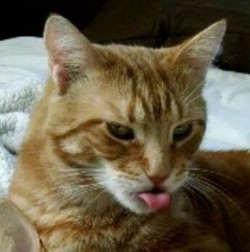 dailyblep:  My bleppy cat, Trevor.