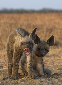 giraffe-in-a-tree:  Striped Hyena Pups by