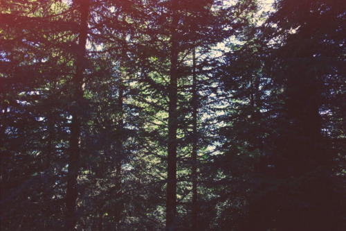 magicsystem:  blackened trees (by AlaskaBound27)