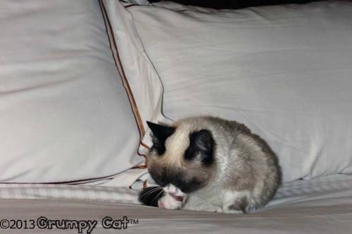 tardthegrumpycat:  The Daily Grump | March 8, 2013