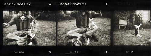 sarcasm-factory: Kurt Cobain and kittens.