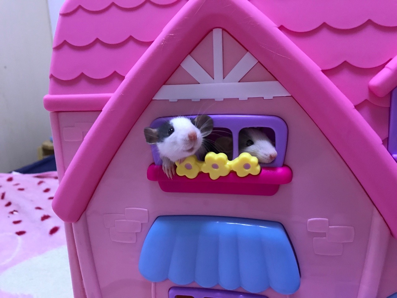 icouldwritebooks: Baby rats playing in a dollhouse.  I put the dollhouse on the bed,
