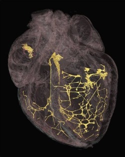 fuckyeahforensics:  A 3-D image of the heart