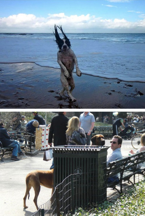 tastefullyoffensive:Perfectly Timed Dog Photos [boredpanda]Previously: Before and After Pictures of 