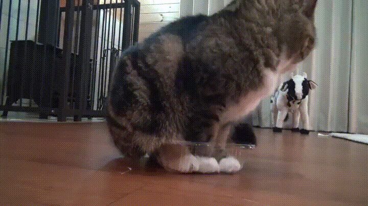 awwww-cute:  No fits? I still sits. (Source: http://ift.tt/2rx8lRd)  Zoom in, to