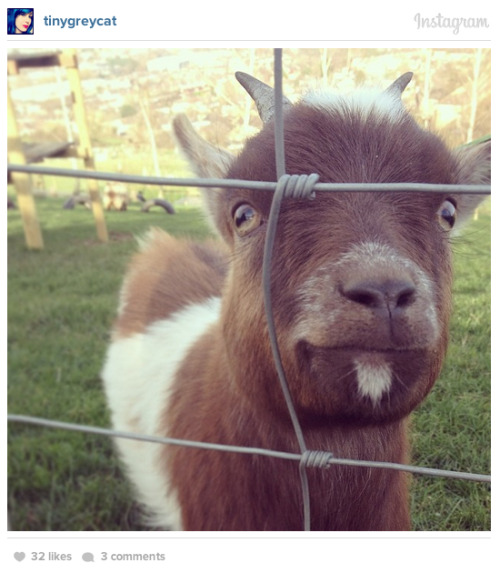 lolhowdoiunicorn:rhettandlink:collegehumor:Click for more: The 35 Most Photogenic Goats on Instagram