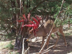 rnememaker:  zooophagous:  day-trip:  So I’m assuming he won.  Well, there’s nothing for him to have won. These bloodied antlers aren’t the result of a fight. See, deer lose their antlers and grow new ones every year. When they grow new antlers,