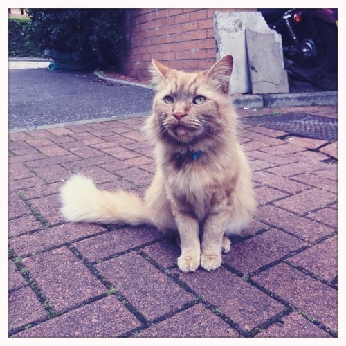 This Glasgow #streetpussy hangs outside a local bookshop bullying all the neighbour hood cats! #sass