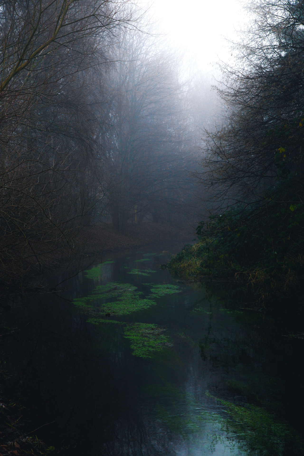 dennybitte:  misty creek by Denny Bitte 