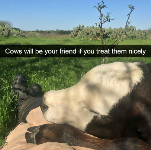 Animal snaps