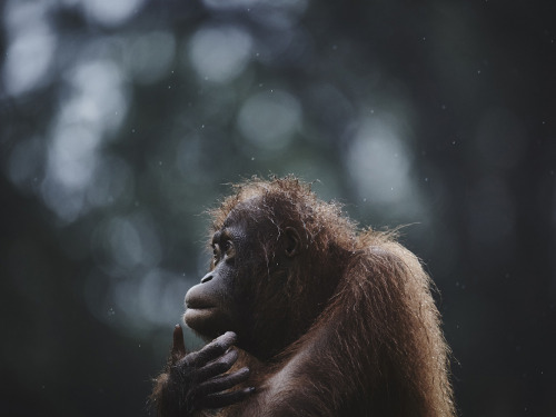 ultimate-passport:Orangutan - Borneo 