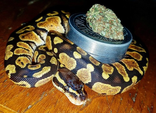 Nagini ⚡️