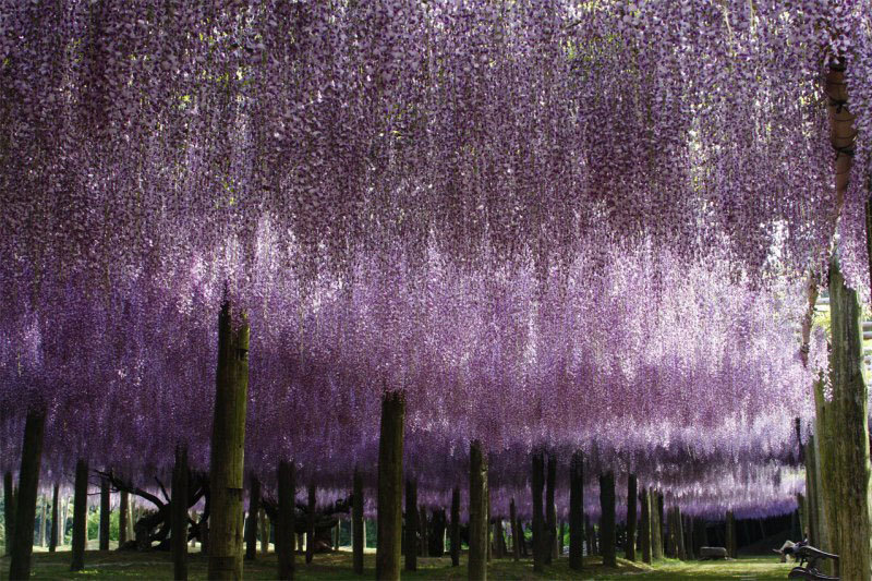 asylum-art:   Japanese Wisteria Tunnel  These photos were taken at the  Kawachi