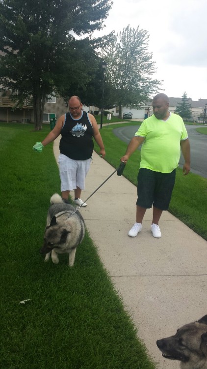 Hanging with thejungleofmufasa, lost4thought and jb365 walking their Norwegian Elkhound pups Koddo and Poddo.