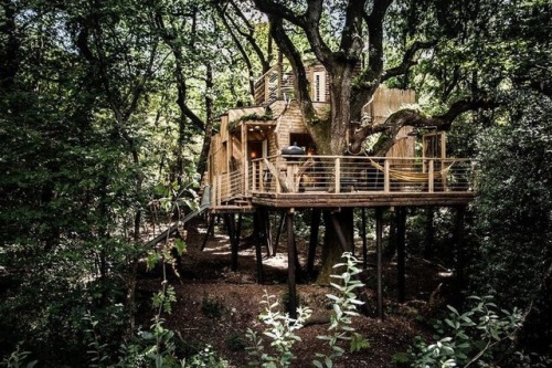 6stringgig: morninglory1: prefabnsmallhomes: Woodman’s Treehouse, Dorset, UK by Guy Mallinson