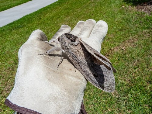 A gloved hand with a chunky grey moth slightly smaller than the hand sitting on it