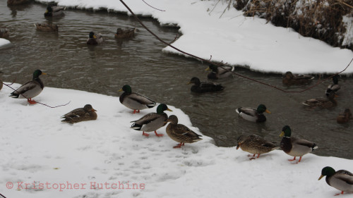 ice rink