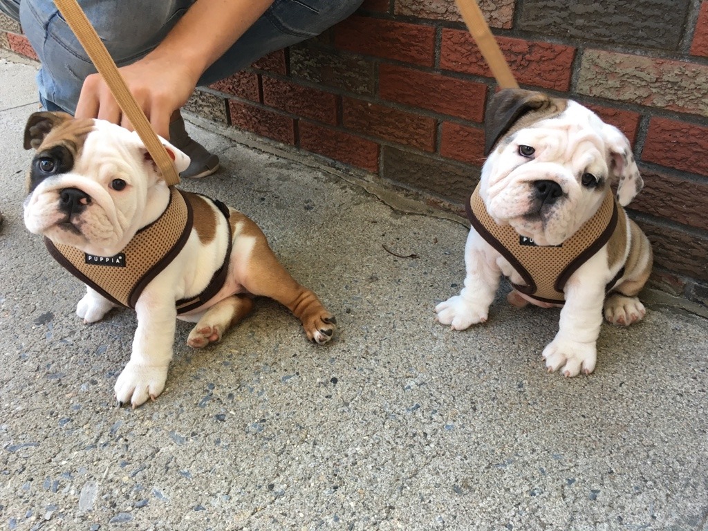 awwww-cute:  Sometimes when your commute sucks, the world gives you just what you