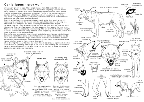 A majestic fuck-ton of wolf references.[From various sources]