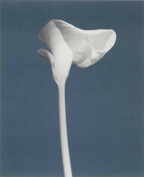 vervediary: Robert Mapplethorpe, American (Calla Lily), 1988.
