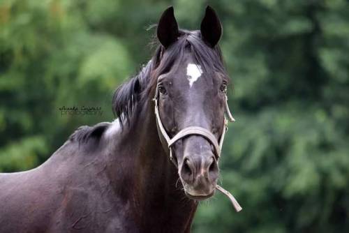 Kibo #horse #stallion #photography #equestrianlife #horsemanship #blackhorse