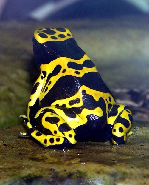 bunchros:  Poison Dart Frogs  Colorful