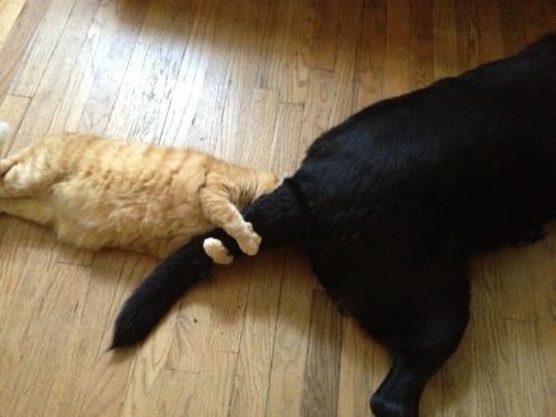 getoutoftherecat:cat, get your face out of the dog’s butt. that is very weird.