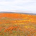 roseneule:I think about these poppy fields very often, it was like a dream walking those trails.