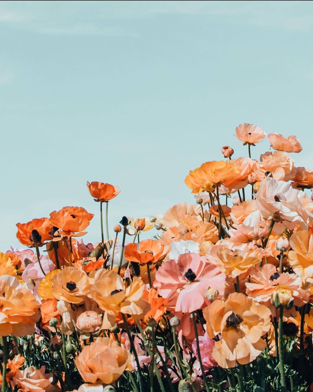 floralls — Flower Field by Arielle Vey