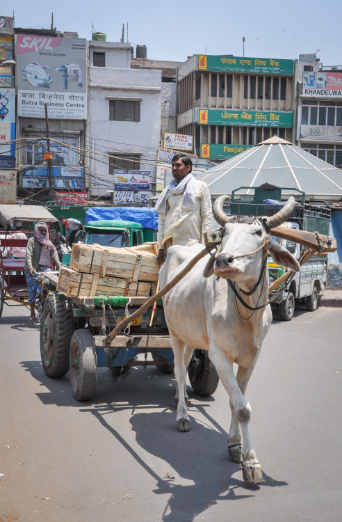 ararat-always:  monkeyandpumpkin:  Street Life in India Chandni Chowk, New Delhi, India  Goin home o