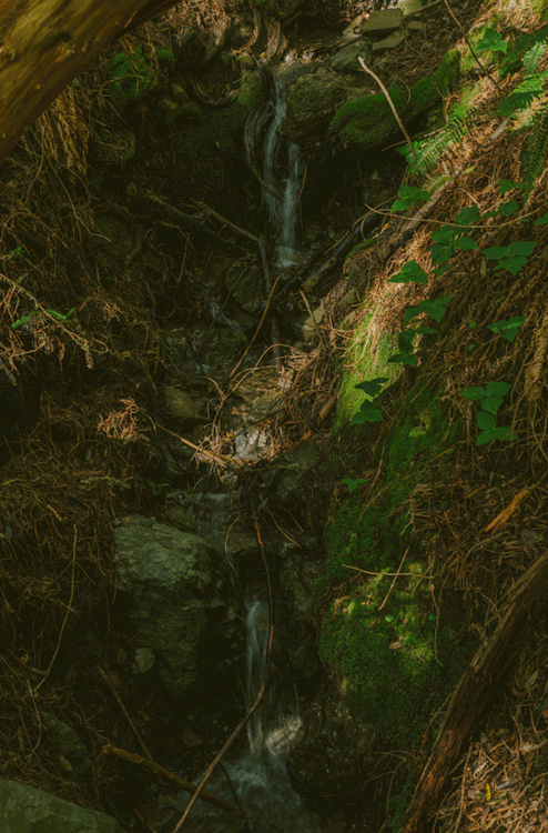 tinyclicks:Mossy Trickler