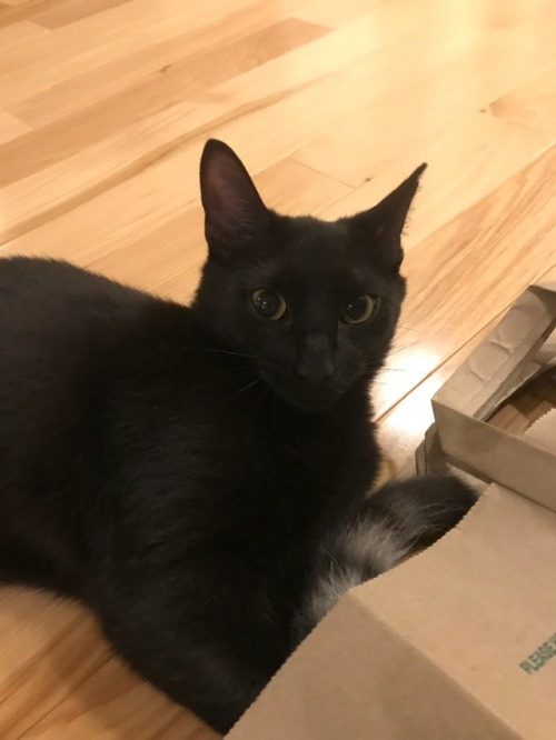 mycatstookovermylifehelp: Happy black cat appreciation day everyone! This is Olive, she’s abou