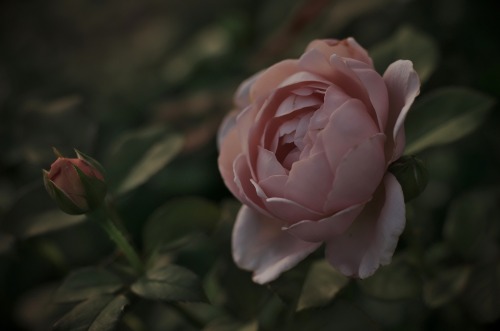 zalameki:”Pink roses”