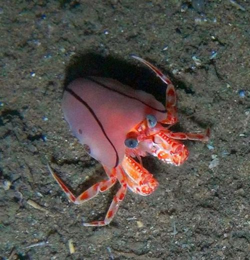 sciencealert:This cute little crablet is just a little bit more than it seems…  Blanket-hermit crabs