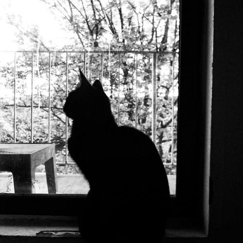 Gatricio!