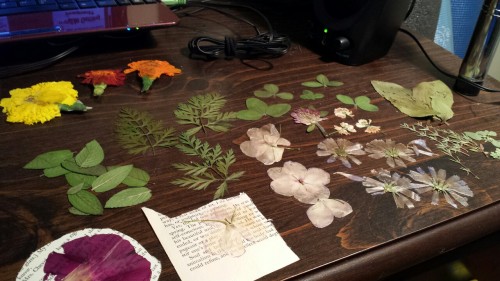 fatalonwheels:  All my pressed goodies. I have plans for them. (Marigolds, morning glory, carrot, peppermint, impatients, red and white clover, broad leaf plantain, oregano, and thyme.) 