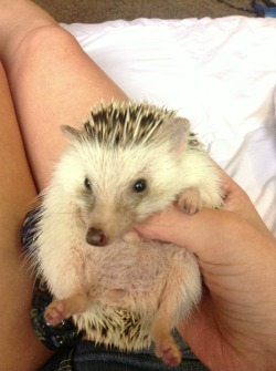 My hedgie cx